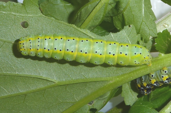 Cucullia (Shargacucullia) scrophulariphaga, Noctuidae